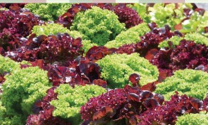 Taller de Huertos Urbanos, Periurbano y de Traspatio