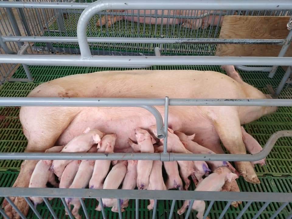 ingenieria en produccion animal